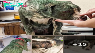Pitbull was found covered in toxic green paint, chemical burns — rescue gives her a second chance