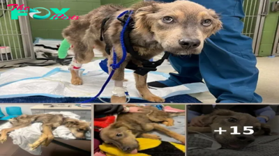 “Severely emaciated” dog found lying on the side of the road — animal rescue fighting to save his life