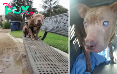 BLIND PITBULL ABANDONED ON PARK BENCH AFTER GIVING BIRTH FINALLY GETS THE LOVE SHE DESERVES