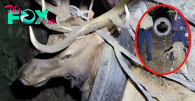 So Sad! After two years of having a tire wrapped around its neck, a deer was fгeed by having its own antlers removed