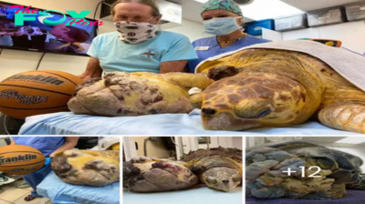 Life-Saving Surgery: Sea Turtle Undergoes Removal of Massive 14-Lb. Tumor from Flipper, Faces Long Road to Recovery in Rehabilitation