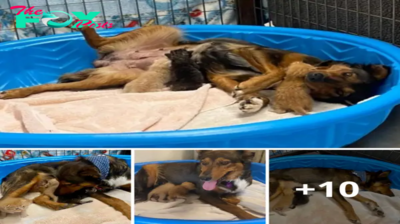 Lamz.Un Amor sin Fronteras: La Tierna Odisea de un Cachorro Rescatado convertido en Madre Adoptiva de Tres Encantadores Gatitos