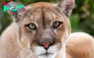 SZ “A rare albino puma has made its debut at a zoo in Juigalpa, Nicaragua, attracting the attention of zoo officials and visitors alike” SZ