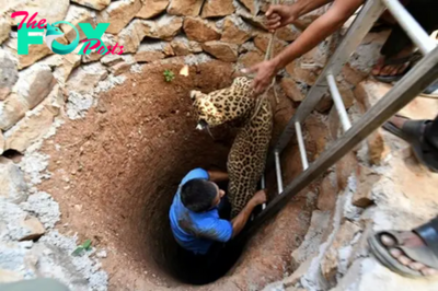 SZ “Guwahati veterinarian’s brave story: Saving a trapped leopard from a 30-foot dry well wows the online community  ” SZ