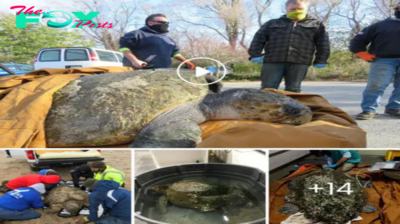 Cape Cod officials heroically rescued a rare 350-pound loggerhead turtle, found stranded on Truro Beach, in a remarkable display of conservation effort.