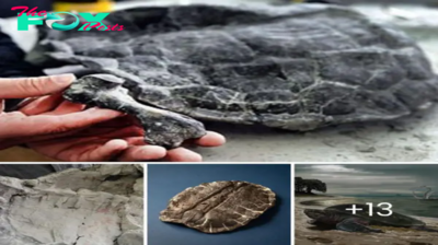Reviving History: Salvaging Ancient Marvels from Debris – Unveiling the World’s Oldest Finds through Fossilized Turtle Shells