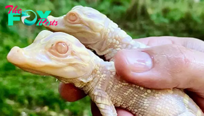 SR “Exciting Announcement: Wild Florida Zoo Celebrates Arrival of Two Charming Albino Alligator Hatchlings” SR