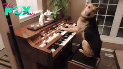 /5.The touching story about the poor dog MiLu who found love with his piano teacher and turned his life in a new direction touched millions of people. ‎ ‎