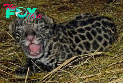 Aww A thrilling moment unfolds: Brevard Zoo joyfully welcomes a spirited new jaguar cub, overflowing with playful vitality!