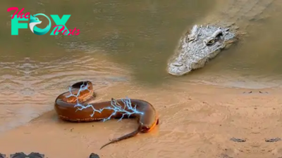 .Unforgettable Showdown: Camera Captures Spectacular Battle Between Crocodile and 860-Volt Electric Eel!..D