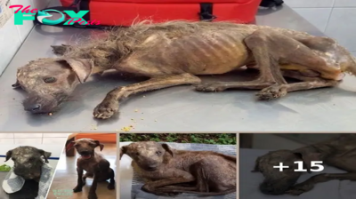 Stray dog is just skin and bones when he is found lying in the street by an angel – who gives him his life back