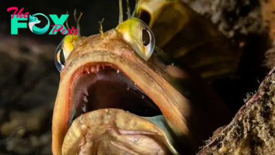 Sarcastic fringehead: The angry little fish that engages in mouth-to-mouth combat