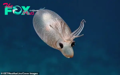 FS Admire the adorable “Piggy Squid” discovered by scientists 1,000 miles south of Hawaii on a deep-sea expedition 4,500 feet below sea level
