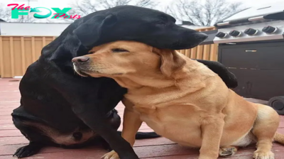 QT Discover the Heartfelt Reunion: Two Dogs Embrace Tenderly After 8 Months Apart