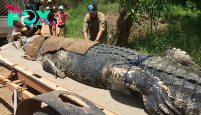 Aww Just encountered Australia’s colossal 2,000-pound crocodile!