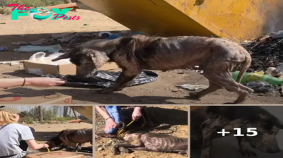 Stray Who Called The Garbage Dump ‘Home’ Finally Submits To A Better Life