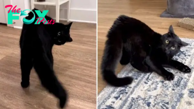 1S.Lupin The House Panther Will Steal Your Heart With His Everyday Quirks
