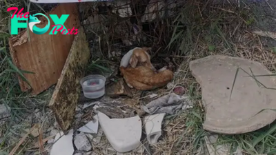 QT Heartbreaking Discovery: Rescuers Overwhelmed with Grief as Malnourished Dog Found Near Busy Road in Deplorable Conditions