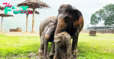 kp6.”Charming Baby Elephant Delights with Playful Rainy Antics (Video).”