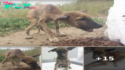 “Skin & Bones” Puppy Devours Food While Chattering & Waggling His Tiny Tail