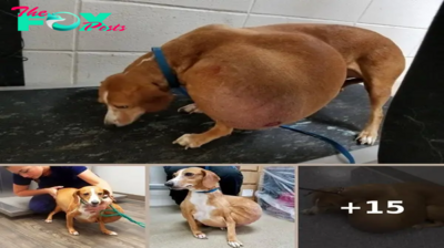 Dog with massive tumor gets a second chance and is now living her best life