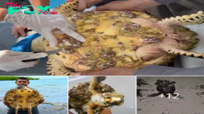 Lamz.Unforgettable Rescue: Video Captures Sea Turtles Saved from Oyster Hazards in Remarkable Operation!
