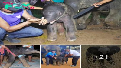 LOve Humanity’s Heroic Act: Saving baby elephants from poachers!