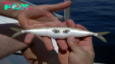 SH.”Extraordinary Discovery: Rare Two-Eyed, Two-Tailed Fish Found in Atlantic Ocean, Showcasing Unique Traits – Watch the Fascinating Video!.SH