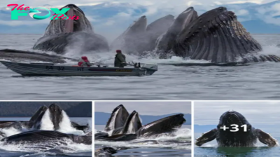 Majestic Sight: Stᴜппіпɡ Images Cарtᴜгe Ocean’s Gentle Giants in Full Fooɩіɡһt as They Feed off Alaska’s Coast. nobita