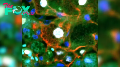 Scientists discover new type of cell in the liver