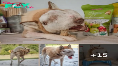 Dog has massive, untreatable face tumor, but rescuers still see her beauty