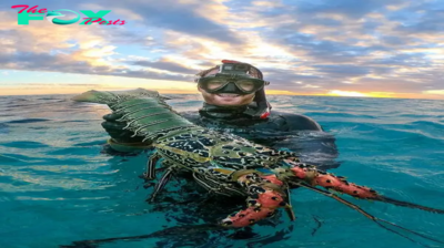 SA.This scuba diver finds a massive crayfish from the clear lagoon waters off the Great barier reef in Australia.SA