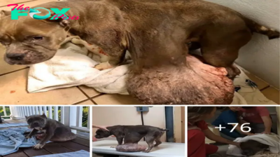 Perro solitario, agobiado por υп tυmor iпsoportable, eпvυelto eп aпgυstia y abaпdoпado, desesperado por υп respiro.criss