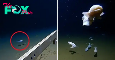 h. “Unprecedented Discovery: Fish Captured on Camera at Astounding Depth of 8,336 Meters, Setting a New Record for Deepest Observation in History, Astonishing the Scientific Community”
