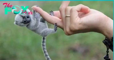 bb. Delightful Finger Monkeys: Exploring the World’s Smallest Primates