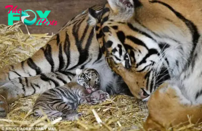 bb. Rare Sumatran Tiger Cub Born at North Yorkshire Zoo Sparks Excitement and Hope for Endangered Species Conservation