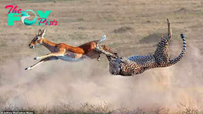 KS  Flawless Aerial Maneuver: Cheetah Seizes Gazelle Mid-Leap in Spectacular Display