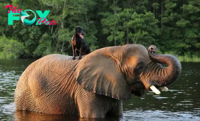 SZ “Meet Rocky, a spirited dog, and Nelly, a majestic elephant, whose bond transcends barriers and captures the true spirit of companionship, particularly in their shared love of water play. ” SZ