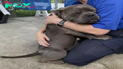 son. In a touching show of appreciation, the poor dog wrapped his paws around the shelter’s caretakers, expressing deep gratitude before starting a new chapter with his foster parents. me.