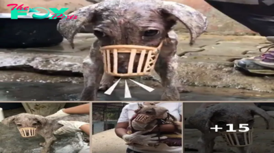 Stray Puppy Believed Rescuers Were Going To Hurt Her, So She Had To Be Muzzled