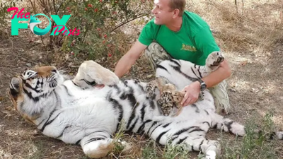 bb. “Captivating Video Shows Tigress Trusting Man with Cubs, Creating an Amazing Moment of Connection”