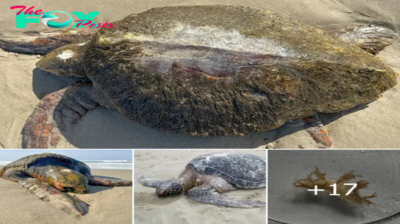HeartBreaking Moment! Endangered loggerhead sea turtle found dead on Oregon beach