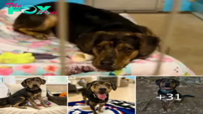 Lamz.Heartache Unleashed: The Pup’s Poignant Plight as an Adoptive Family Returns Him to the Shelter