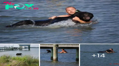 Heroic Encounter: The Florida Man’s Brave Rescue of a Drowning 400-Pound Black Bear from the Depths