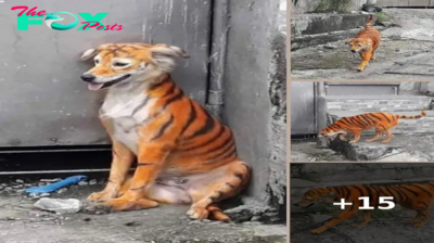 Stray Dog Painted To Look Like A Tiger Is Set Loose On Dangerous Streets