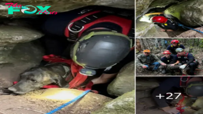 Lamz.Brave Rescuers Venture into 40-Foot Bear Cave to Save Trapped Dog