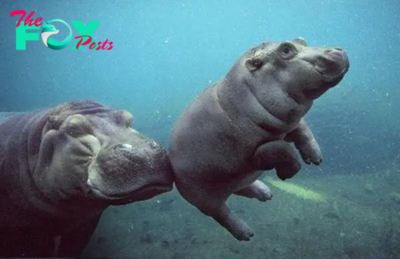 SAO. “Witness the Delightful Aquatic Dance of This Adorable Baby Hippopotamus!”.SAO