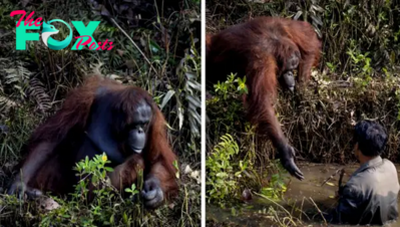 SZ “Heartwarming moment kind orangutan reaches out hand to save man’s life thinking he had fallen into snake-infested pond ‎” SZ