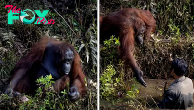 SA.”Heartfelt Photos Capture Orangutan’s Rescue Attempt, Mistakenly Believing Man in Peril from Snake”.SA