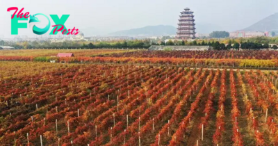 Raise a Glass to China: The Rise of Chinese Wine